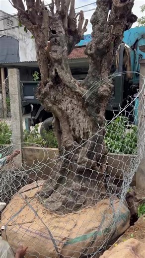 Video của Ngọc Dong (@user205lps7mu3) với bản nhạc âm thanh gốc - Vi Cường