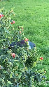 29K views · 454 reactions | Haya kia boyik aghagha kowor | Chitral Guide | Facebook