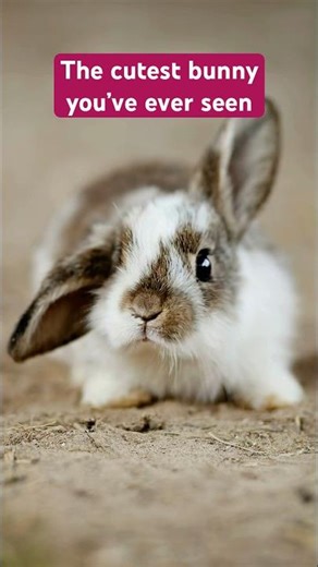 Pov: You found the cutest bunny on the internet today. You're welcome #cutebunny