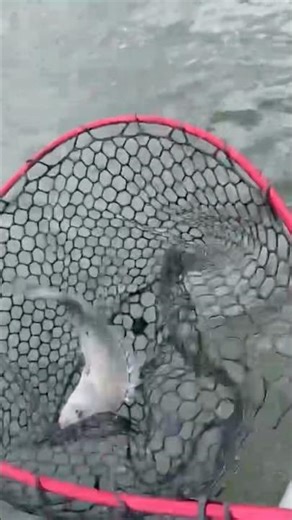 37cm bream in Botany Bay #automobile #music