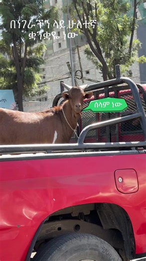 Brown Goat Exploring Pickup Truck Scene