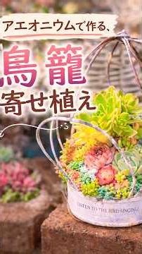 アエオニウムで作る、鳥籠寄せ植え🕊️✨ #多肉寄せ植え #succulent #garden