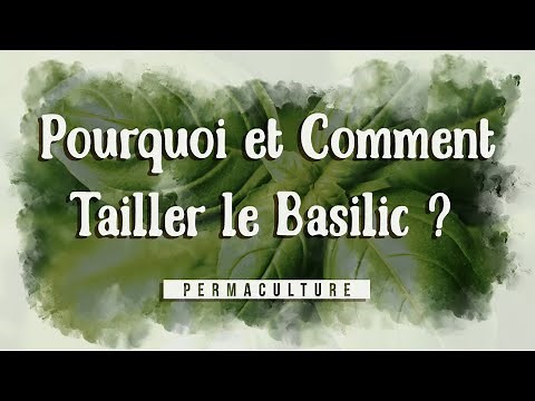Comment et pourquoi tailler le basilic ?