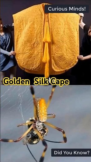 The Rarest Textile on Earth: Golden Silk Cape Made from Spider Silk | Extraordinary Craftsmanship