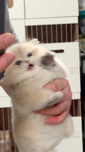 Put me down～meow～#goldenshaded #bluegoldenshaded #kitten #pets