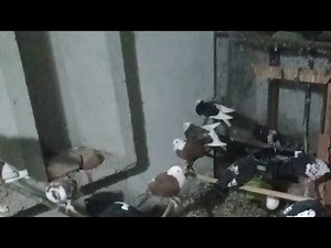 Beautiful Amazing Kabutar Live Video Kabutr Video