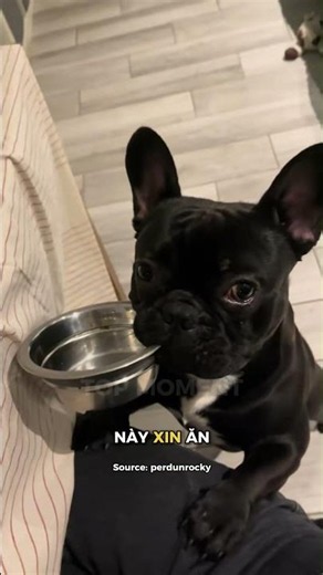How dogs and cats beg for food