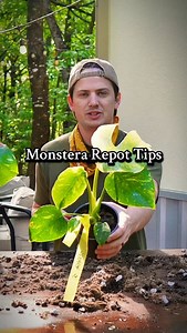 3.3K views · 5.6K reactions | How I repot Monstera- soil recipe included! #plants | Tanner The Planter | Facebook
