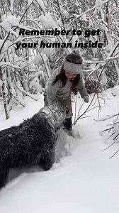Fluffy Newfie puppy enjoys snowy winter adventures
