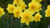 Field of daffodils swaying in the wind, beautiful yellow Easter...
