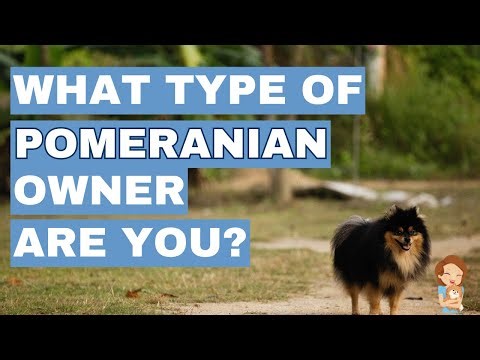 The Ultimate Guide to Pomeranian Owner Types