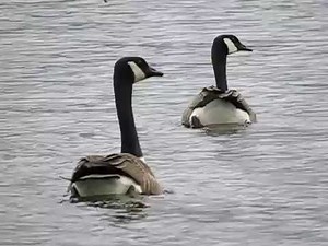 Geese Mating, slow motion