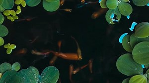 Fish, Pond, Leaves. Free Stock Video