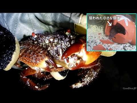 【ガサガサ】実は凄い磯のカニたち【磯採集】