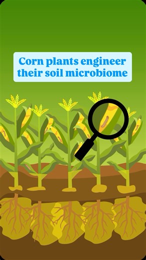 4K views · 176 reactions | Scientists have figured out how densely planted corn plants protect themselves from pests - by engineering their soil microbiome! Source: 1) Linalool-triggered plant-soil feedback drives defense adaptation in dense maize plantings (Science) | Ianisfun | Facebook