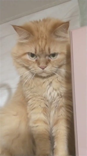 Le chat roux adore les hauteurs