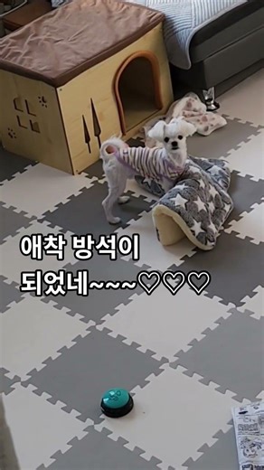 방석 놀이3탄 #애견영상 #말티즈