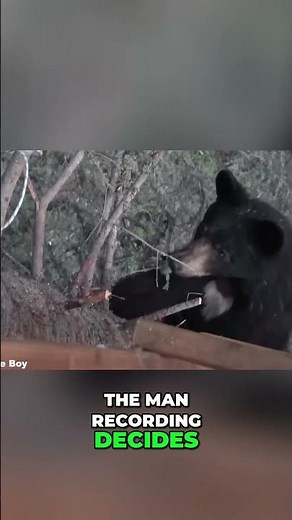 Black Bear TRIES to CLIMB Hunters' Tree Stand!