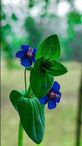 7.8K views · 2.6K reactions | Pro Mobile photography • •Shot on @opporeno14 • #creative #creatvideo #mobilephotography #mobile_photography #explore #explorereels #nature #naturephotography #trendingreels #trending #trendingsongs #viralreels #indiaphotography #viralpost #reels #instalike #reelitfeelit #photooftheday #trendingreels #photo #instagram #editing #follow #clos_click #commentforcomment#fyp #growth #flowerphoto #flowerphotography | Rko Rohit Kol | Facebook