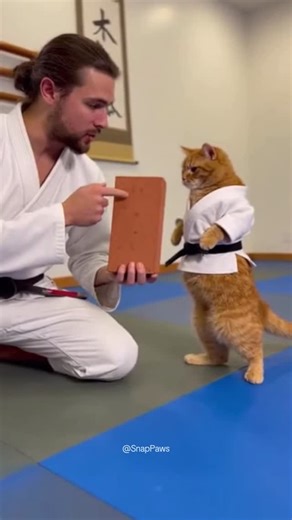 SnapPaws on Instagram: "Karate cat has unlocked the aerial kick ability"