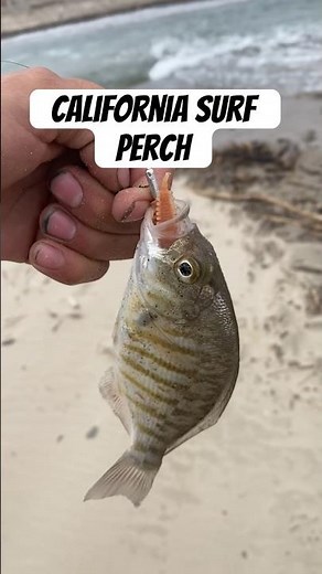 Surf Perch Fishing Southern California #surffishing #surfperch