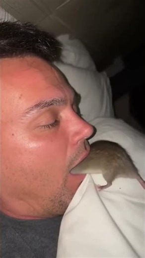 Shocking Report! Rat Crawls Into Man’s Mouth While Sleeping — Scientists Reveal Why 😱🐀🛏️
