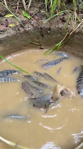 Catch Fish Using Mini Water Pump