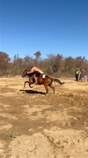Lorin's tested chestnut horse was crowned champion of the tournament. #horse #cattlecatching