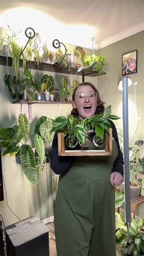 Pothos Plant Propagation Update and Care Tips