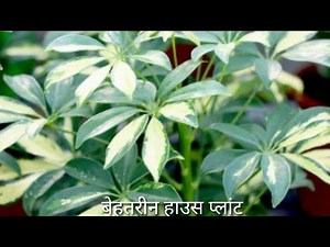 How to grow and care schefflera (umbrella) plant // easy way