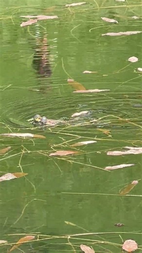How frog is croaking #frog #nature #lake #animals #frogs #frogshorts #swimming #croaking #travel #me