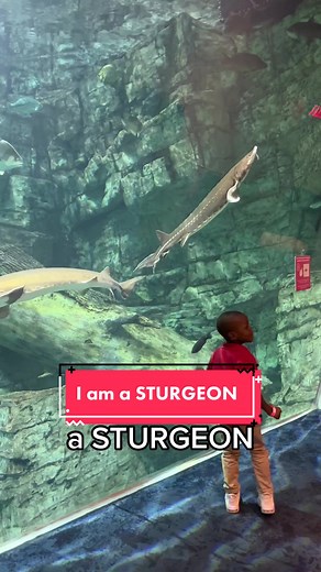 Discover the Fascinating World of Sturgeon Fish