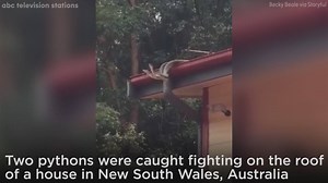 Watch out! Amazing video shows two pythons fighting on the roof of a home in Australia. | ABC7 News