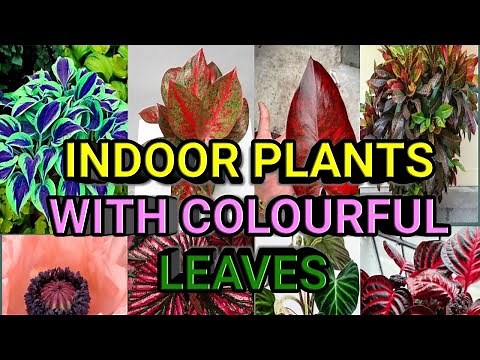 Top 10 Indoor Plants with Colorful leaves
