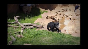It’s Sloth Bear Sunday! Last week, we featured Zaara’s budding climbing skill, but that’s not all this sloth bear cub can do! She is exploring her behind the scenes training exhibit with lots of enthusiasm which allows her coordination to improve every day. She has begun to run in short bursts, but sometimes falls over because her body is catching up with her motivation to move! Her special exhibit allows her to get accustomed to bear smells and sounds while getting special care from her keepers