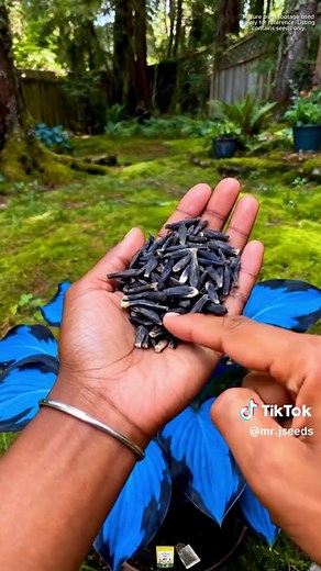 Enchanting Black Blue Hosta Seeds for 2025