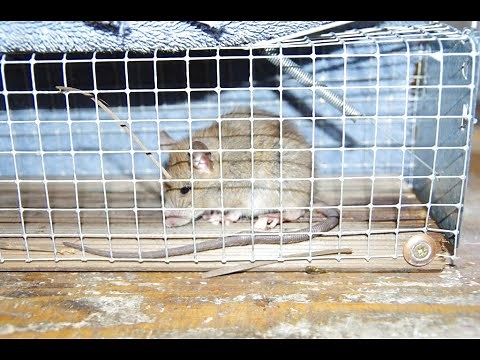 Méthode efficace pour capturer un rongeur (rat, loir ou lérot)