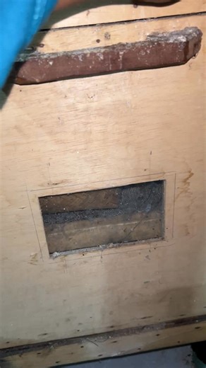 Nidavid Breeder on Instagram: "There are four baby birds new hatched. one of them is muttation platinum morph"