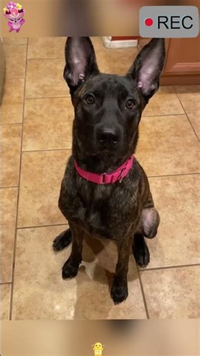 #dog #funny #funnypet