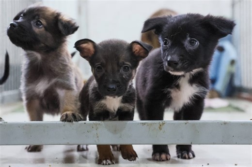 Tierheim in NRW: Sechs Hundewelpen ausgesetzt! Ihr Zustand lässt Schlimmes erahnen
