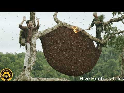 Harvesting a Massive Wild Honeycomb – High on a Hundred Meter Tree