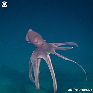 WATCH: This large octopus was seen more than 5200 feet below the surface in the Pacific Ocean. Researchers on Exploration Vessel Nautilus said they spotted the huge octopus "billowing its arms like a circus tent." | First Alert 7