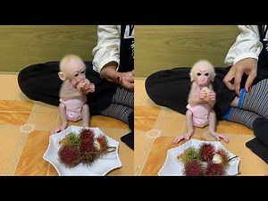 Snack Time: Sweet Baby Monkey Holds Her Own Tropical Treat 🐒