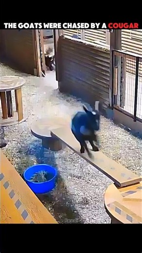 Brave Owner Rescues Goat From Cougar Attack 😱 #trending #animals #wildlife #goat #youtubeshorts