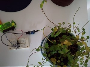 Plant Tweets When It Needs Water @Raspberry_Pi #PiDay #RaspberryPi
