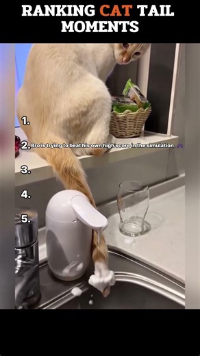 Ranking cats who forgot they own their own tails 🔄💀 #shorts #funnycats #viral #shortsviral