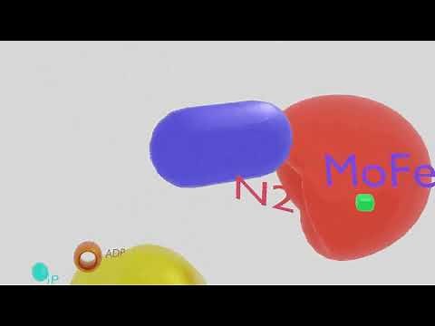 Nitrogenase Enzyme Animation, Enzyme Action