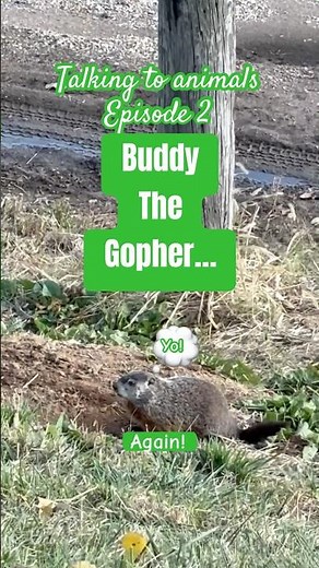 Talking to Buddy the #Gopher Ep. 2 #talkingtoanimals #animallovers #groundhogs #funny #onecreation