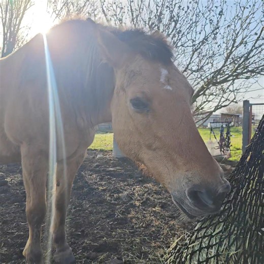 Thursday update on Dylan: PCR tests were negative!! At about 2a, Dylan started to show signs of discomfort - he pawed the ground and he rolled. The watchful night staff called Dr. Mimi and she ordered Banamine for him. He had a mild fever last night, but at least it was not as high as the first night. They xrayed his lungs and they were clear. They also ultrasounded his abdomen and that was clear as well. He's eating the small amount of grass that they have been cutting and feeding to him every 