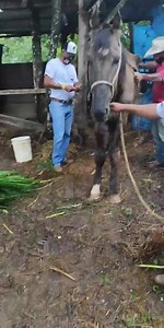 671K views · 45K reactions | VITÓRIA! Ele sofreu muito, mas agora...